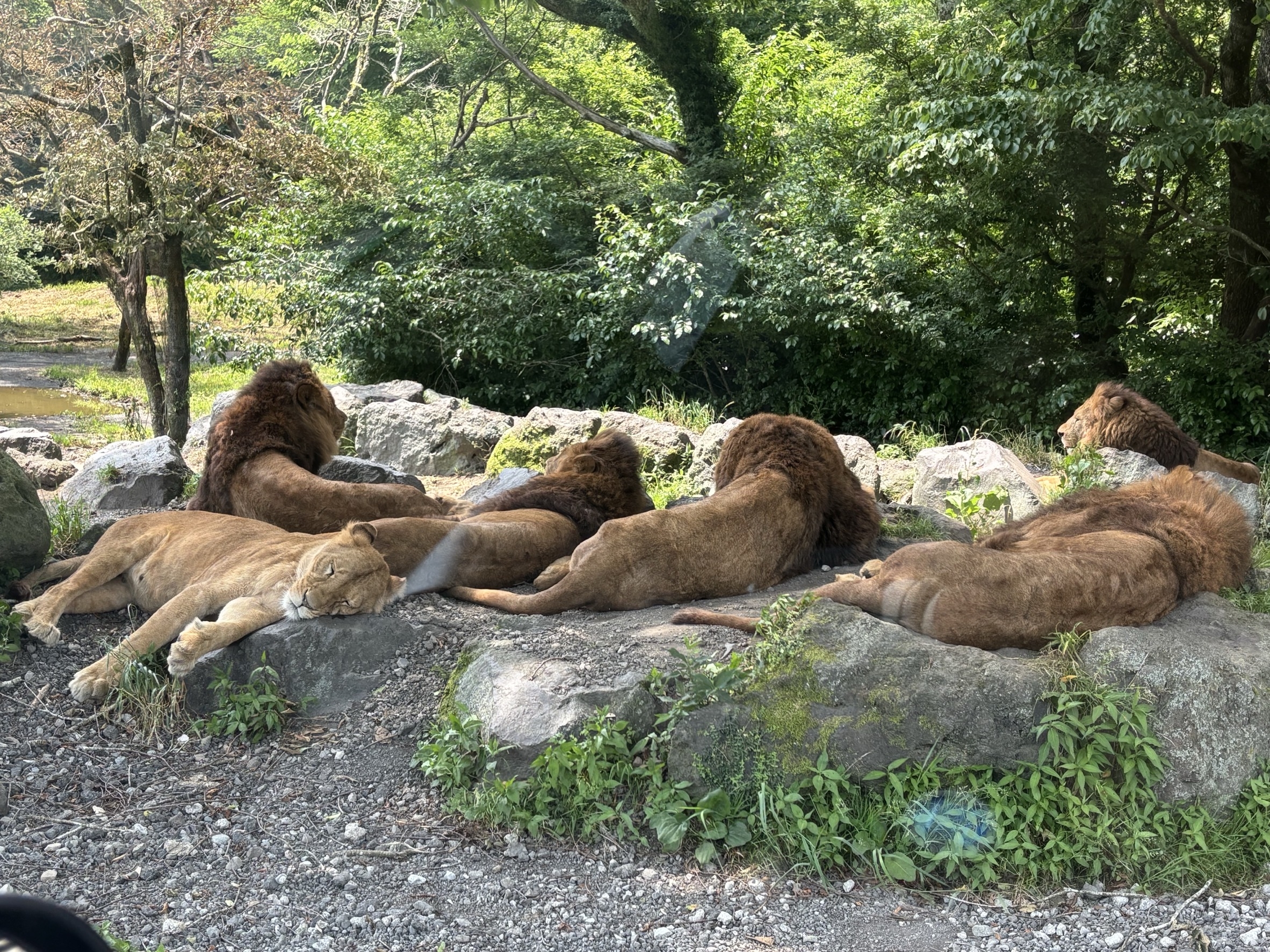 サファリパーク