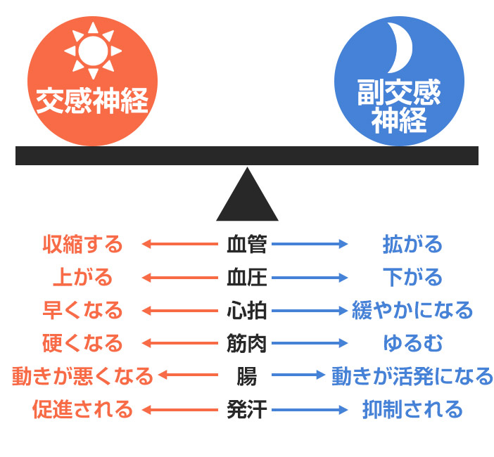 自律神経と交感神経