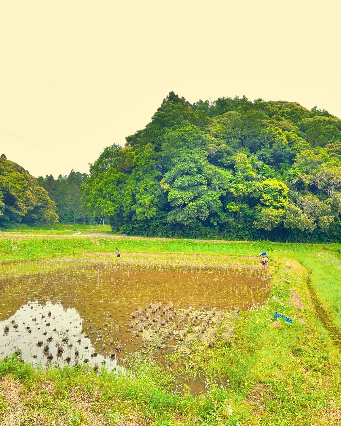 田植え