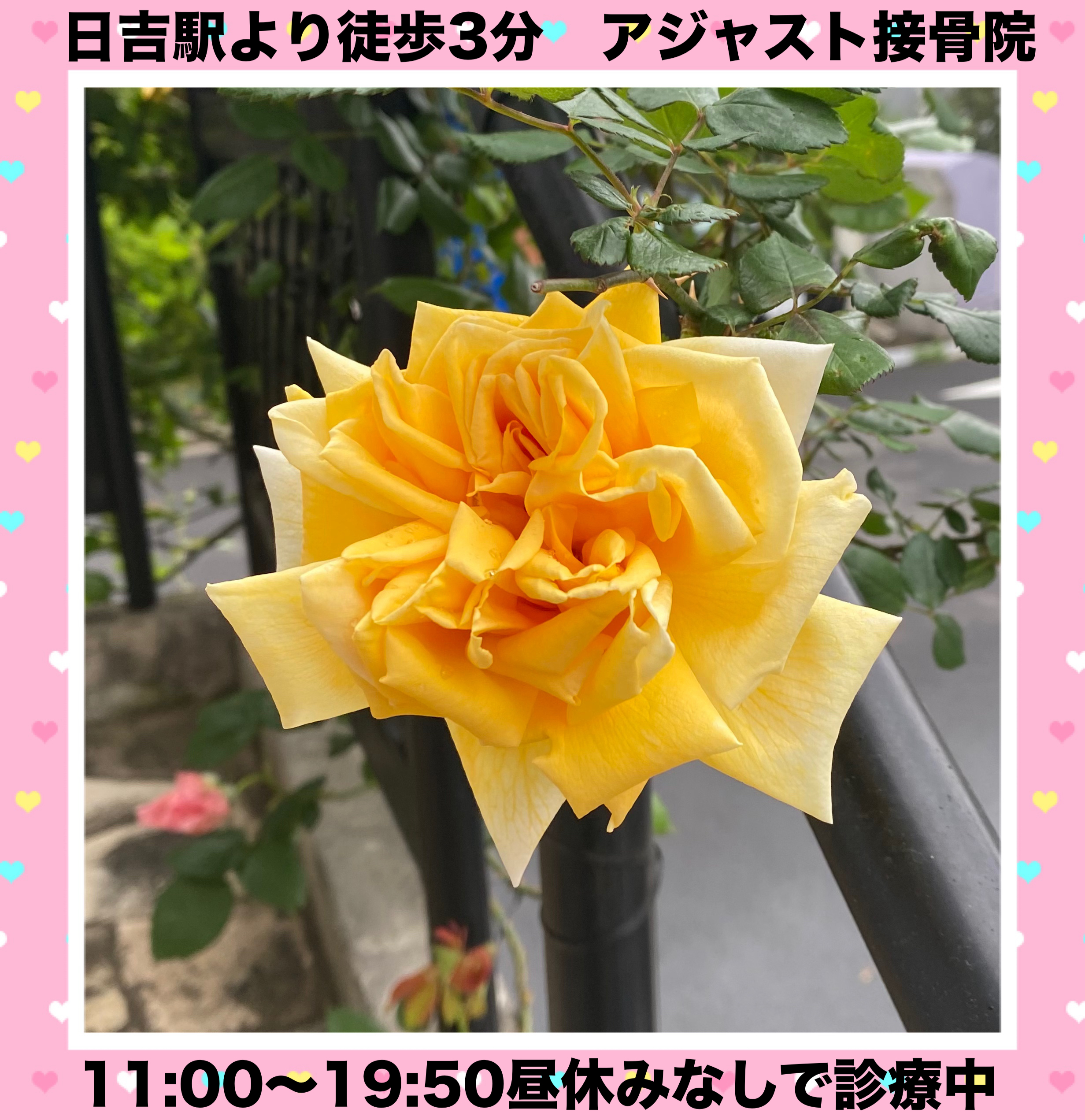 バラ