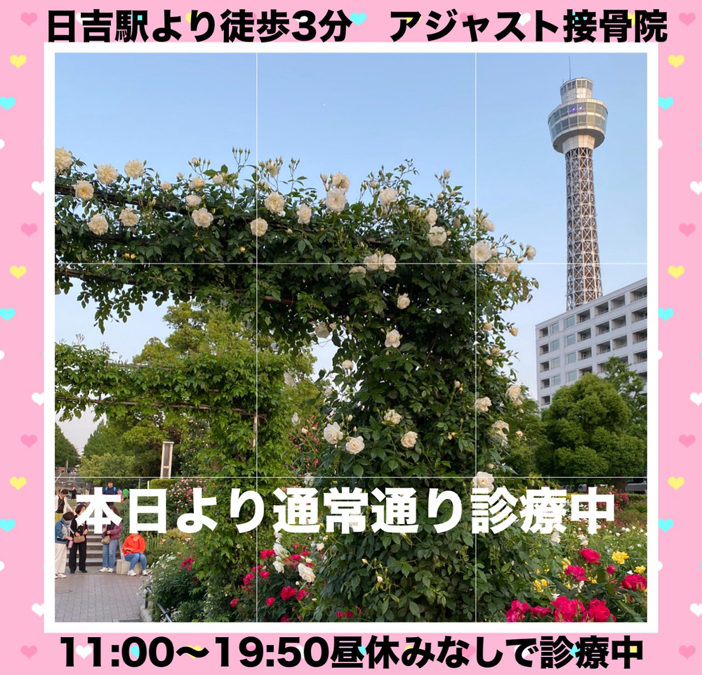 山下公園のバラ園